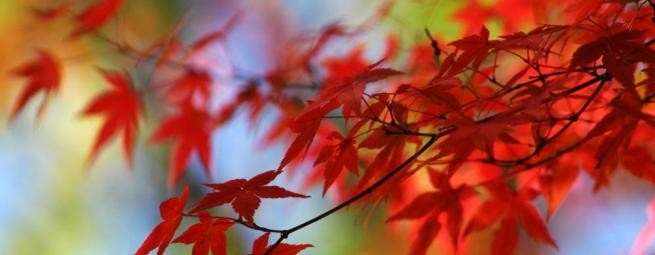 Коллекция Осень | Flaum Herbst Kollektion